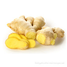 Wholesale organic fresh ginger